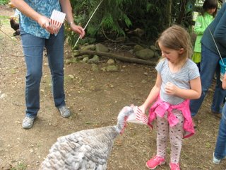 Mr. Turkey